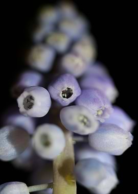 Muscari neglectum flower