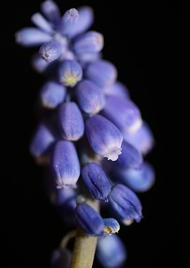 Muscari neglectum flower