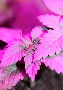 Cannabis plants flowering