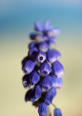 Muscari neglectum flower