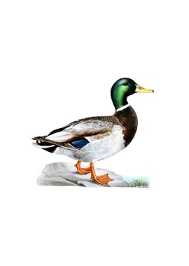 Vintage Mallard Duck Bird