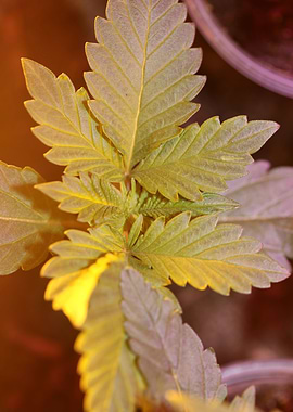 Marihuana leaves close up