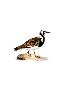 Ruddy Turnstone Bird