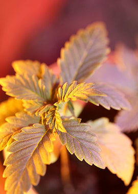 Cannabis plants flowering