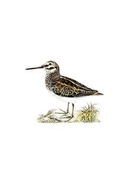 Vintage Jack Snipe Bird