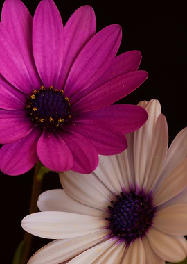 Violet flower daisies