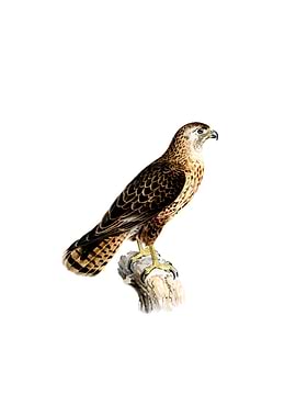 Common Buzzard Bird