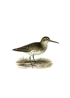 Broad Billed Sandpiper