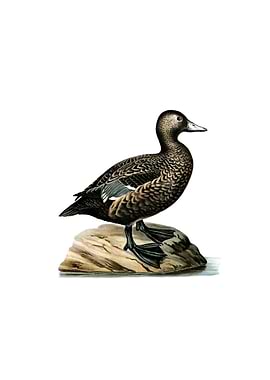 Stellers Eider Duck Bird