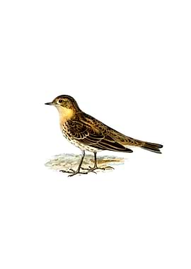 Red Throated Pipit Bird