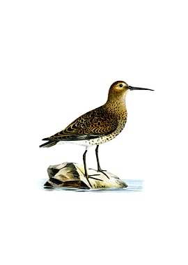 Vintage Dunlin Bird
