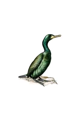 European Shag Bird