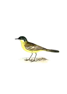 Grey Headed Wagtail Bird