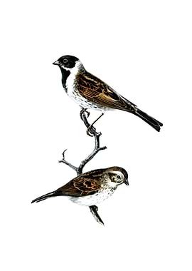 Vintage Reed Bunting Bird