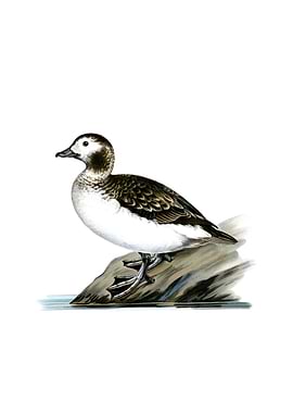 Long Tailed Duck Bird