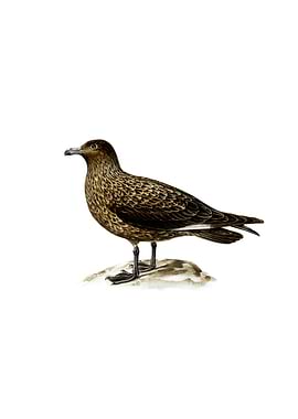 Vintage Great Skua Bird