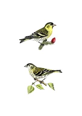 Eurasian Siskin Finch Bird