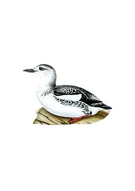 Black Guillemot Bird