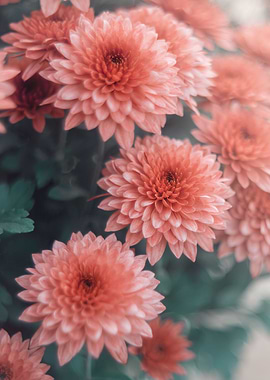 Orange flower,macro garden