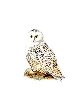 Vintage Snowy Owl Bird