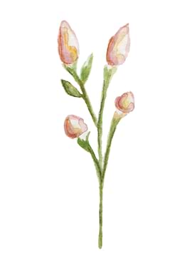 Minimalistic Pink flower