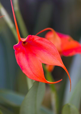 orchid in the garden