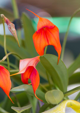 orchid in the garden