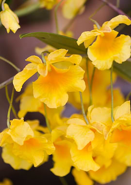 orchid in the garden