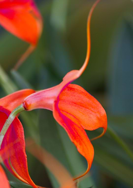 orchid in the garden