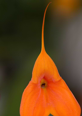 orchid in the garden