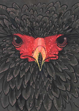 Bateleur Eagle Africa Bird