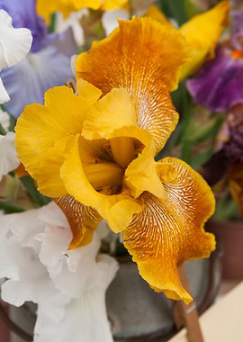 iris in bloom
