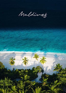 Maldives Coconut Trees