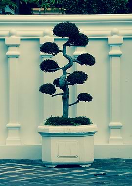 Bonsai Curated