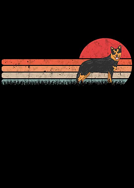 Australian Cattle Dog