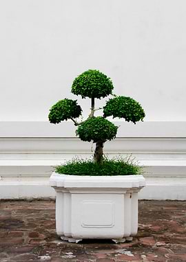 Potted Bonsai