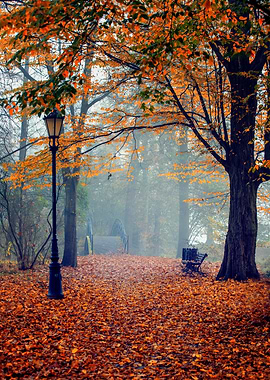 Autumn alley park trees