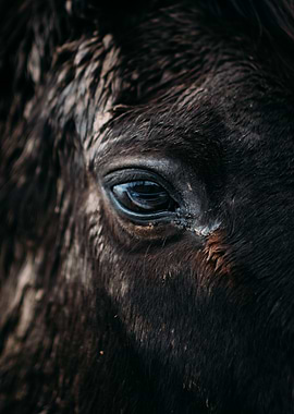 Closeup of horse eye