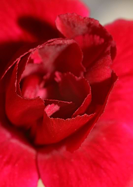 Dianthus flower close up