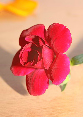 Dianthus flower macro