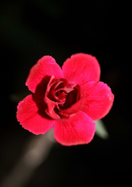 Dianthus flower close up