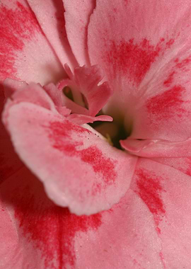 Dianthus flower macro