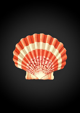 Vintage Sea Shell