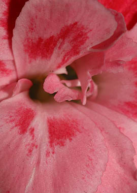 Dianthus flower macro