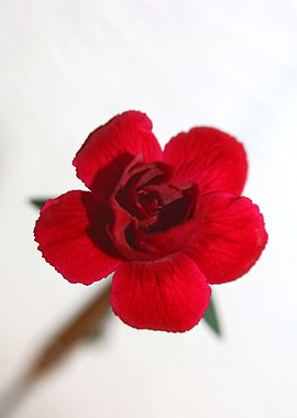 Dianthus flower close up