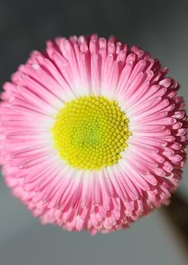 Bellis perennis Compositae