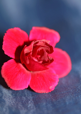 Dianthus flower macro