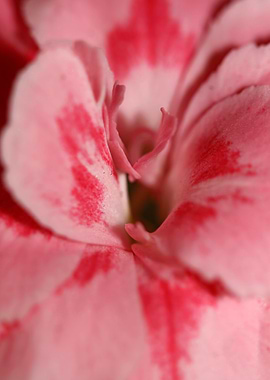 Dianthus flower macro