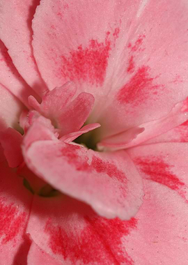 Dianthus flower macro