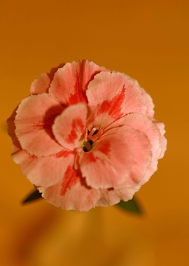 Dianthus flower macro